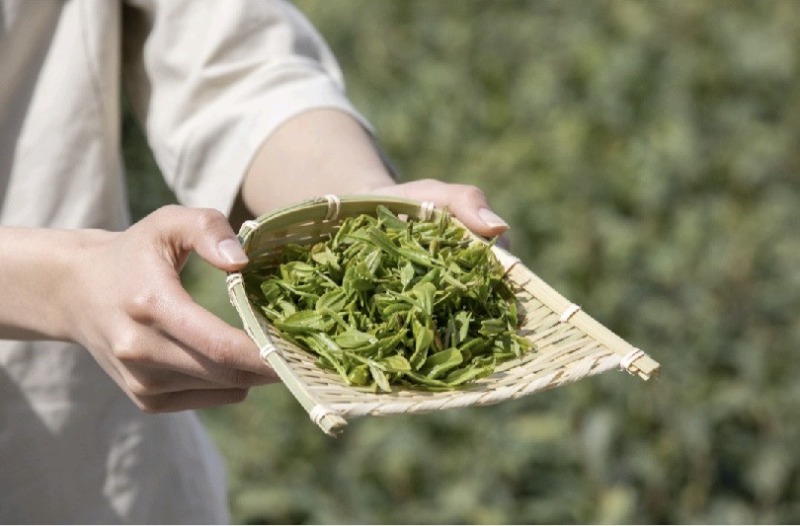 明前头茬绿茶炒青芽尖嫩叶