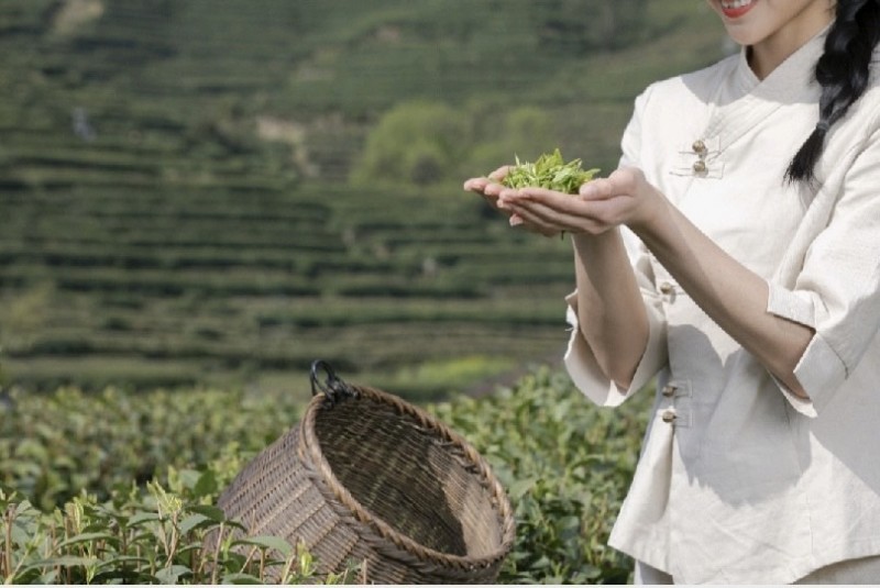 明前头茬绿茶炒青芽尖嫩叶