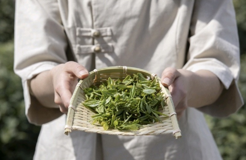 明前头茬绿茶炒青芽尖嫩叶