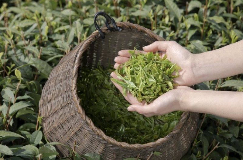 明前头茬绿茶炒青芽尖嫩叶