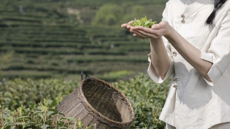 明前头茬绿茶炒青芽尖嫩叶