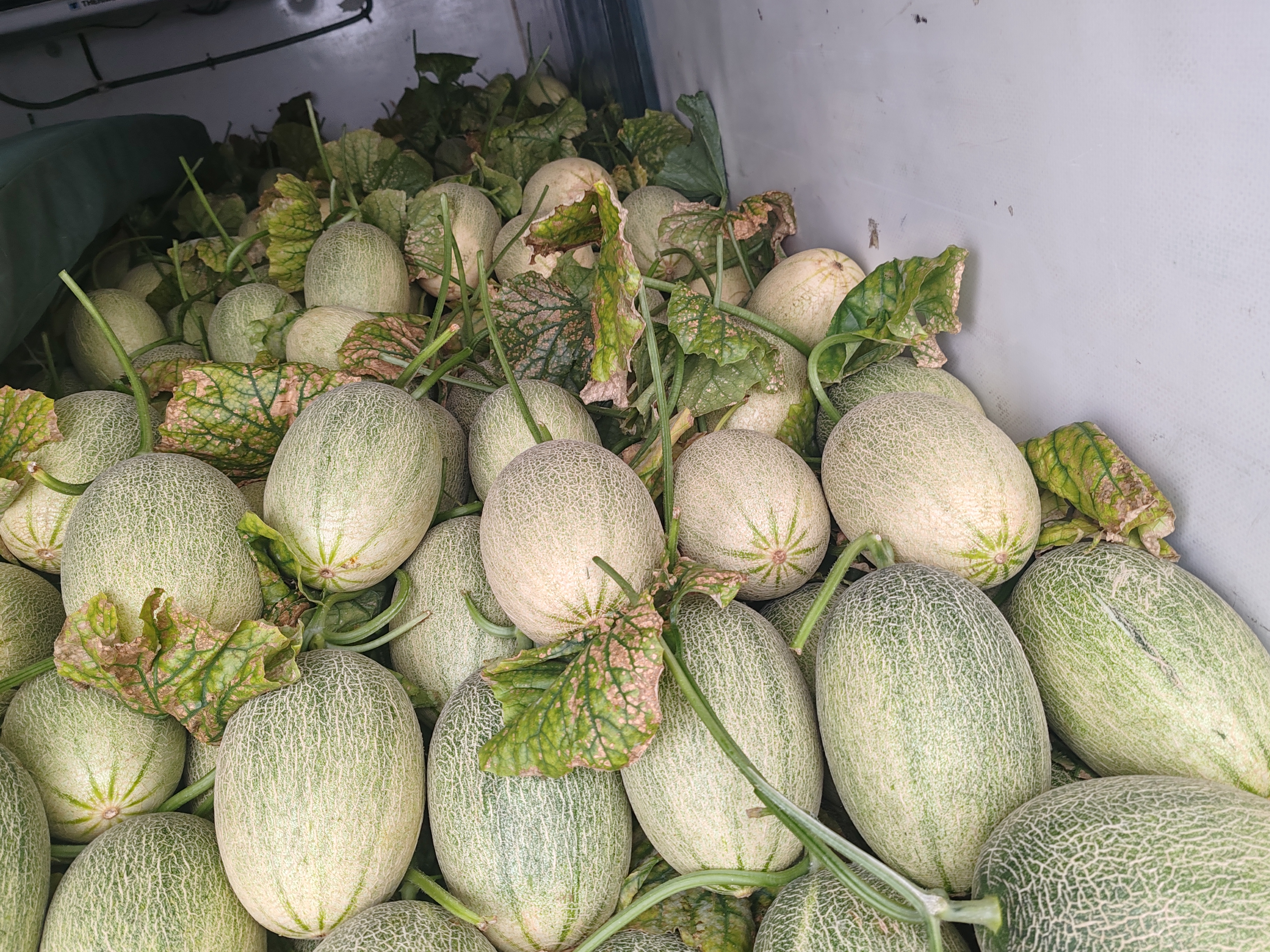 哈密瓜成熟期果实特征展示