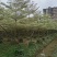 锦叶榄仁3-15分，基地直销，一手货源，大量低价出售