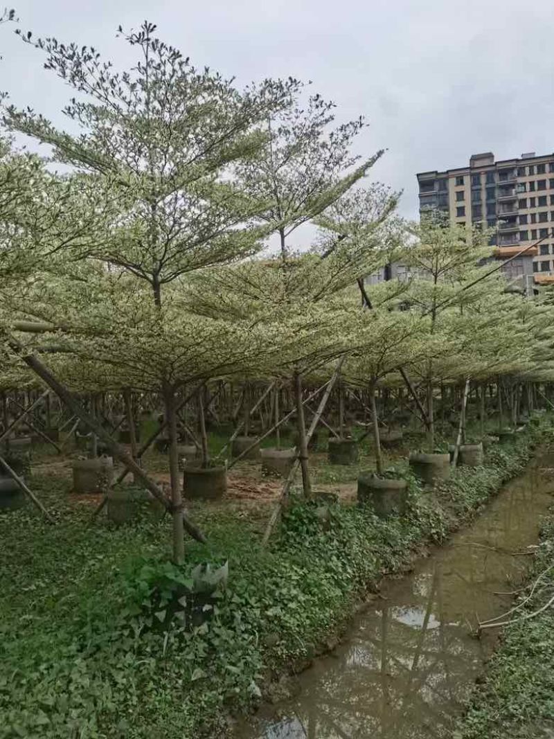 锦叶榄仁3-15分，基地直销，一手货源，大量低价出售