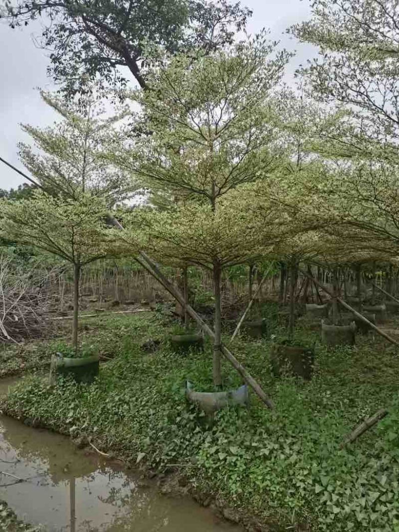 锦叶榄仁3-15分，基地直销，一手货源，大量低价出售