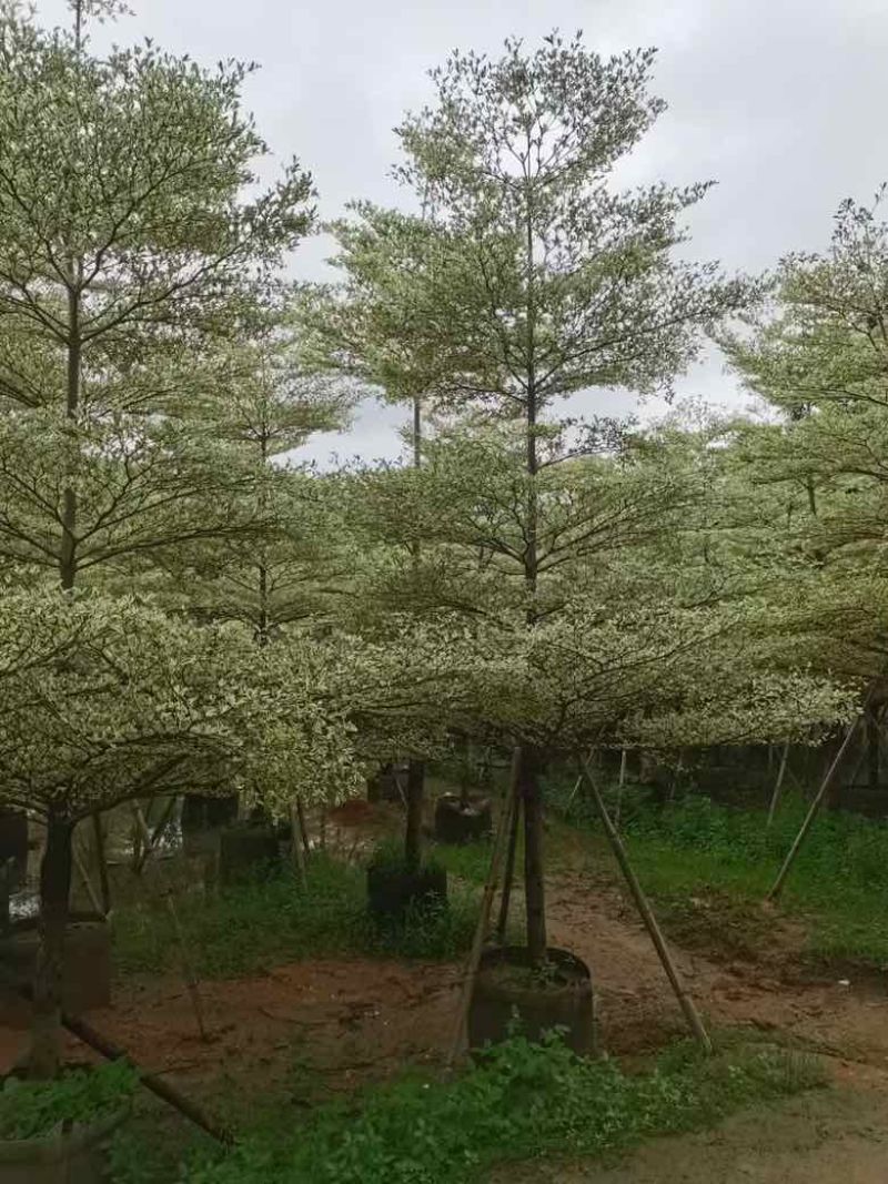 锦叶榄仁3-15分，基地直销，一手货源，大量低价出售