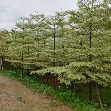锦叶榄仁3-15分，基地直销，一手货源，大量低价出售