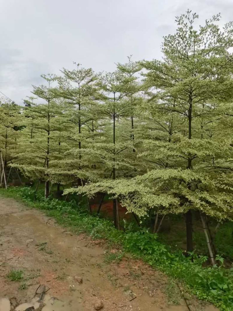 锦叶榄仁3-15分，基地直销，一手货源，大量低价出售