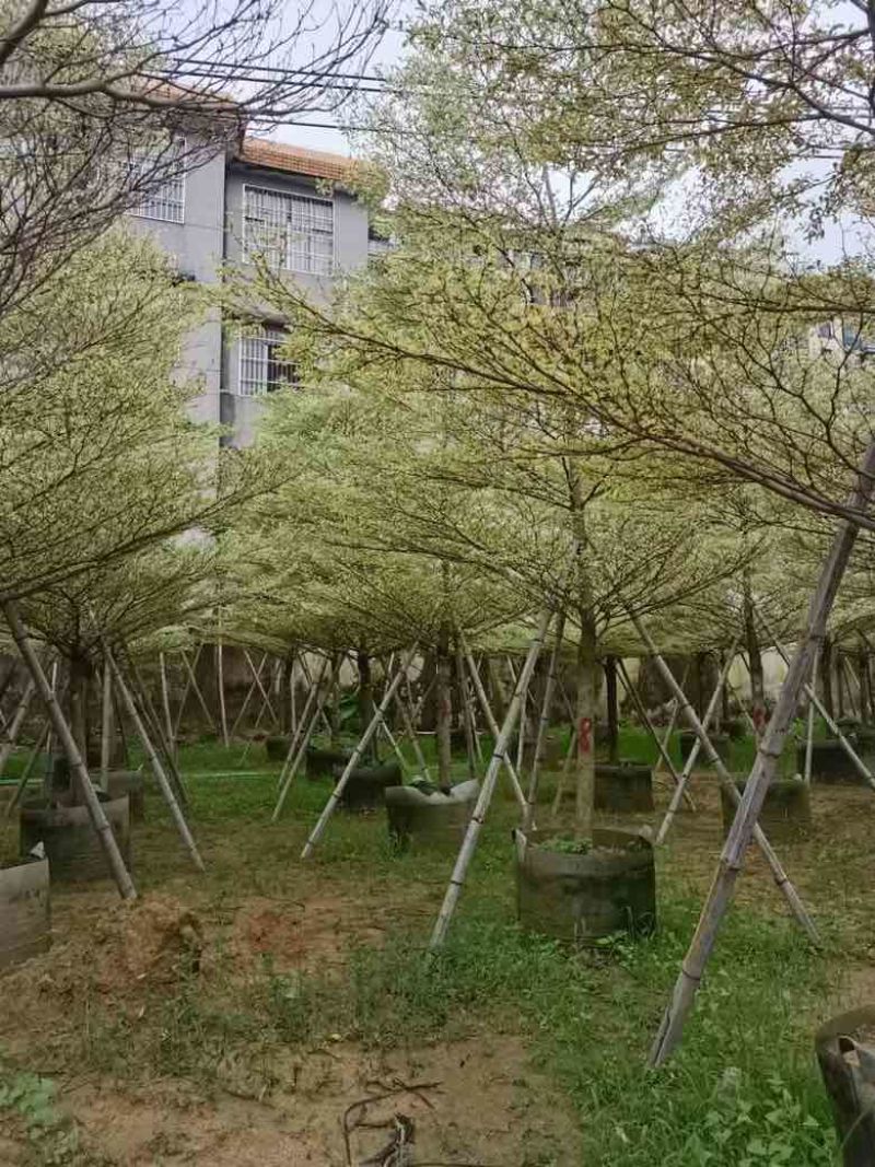 锦叶榄仁3-15分，基地直销，一手货源，大量低价出售