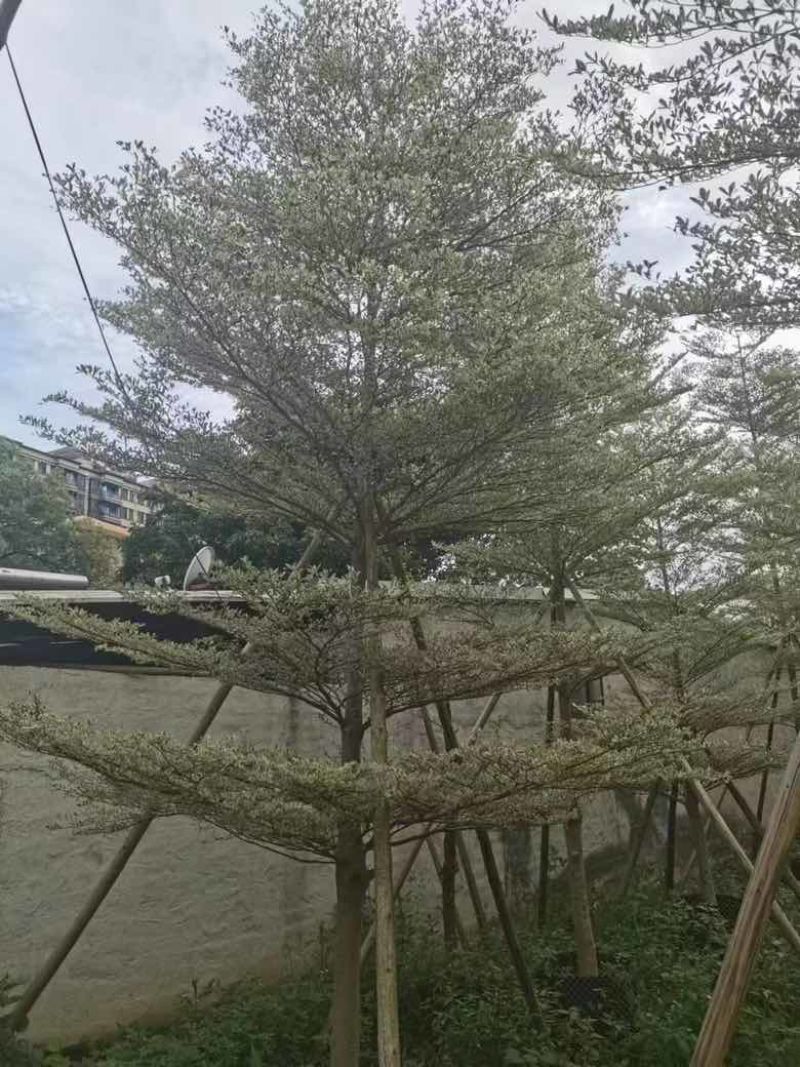 锦叶榄仁3-15分，基地直销，一手货源，大量低价出售