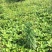 四川野生的野地瓜又名过山龙有很好的药用价值全国各地包邮