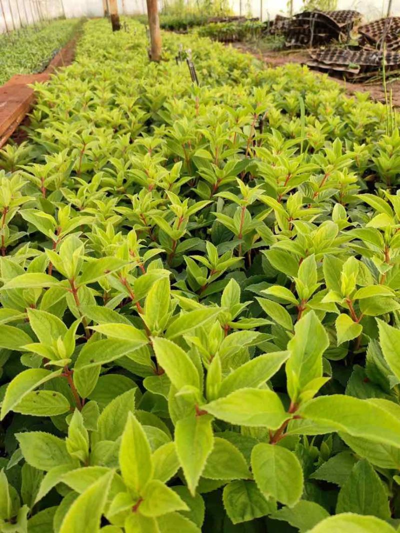 香草草莓木绣球