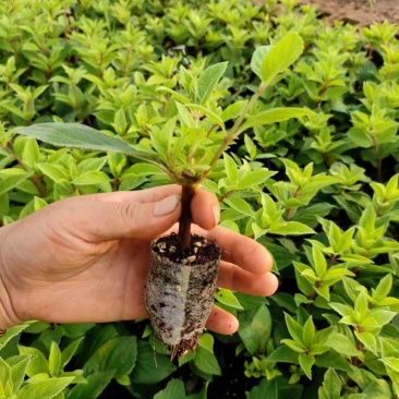 香草草莓木绣球