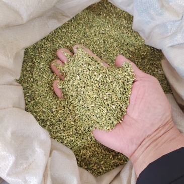大量出售槐米