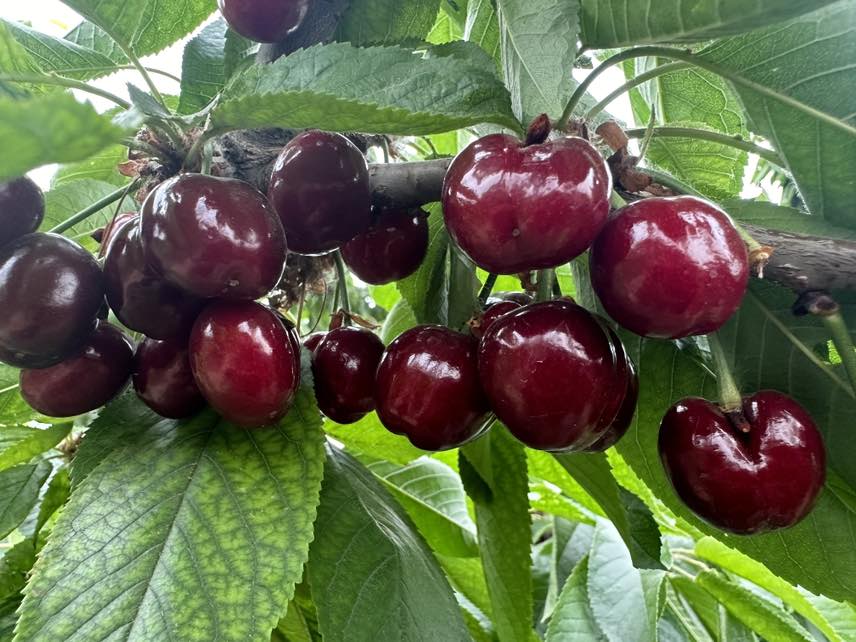 一只红胸鸲站在樱桃树枝上,低头啄食一颗鲜红的樱桃,阳光透过树叶洒在它的羽毛上,背景是果园的一角,果实累累 吃樱桃的鸟是什么鸟