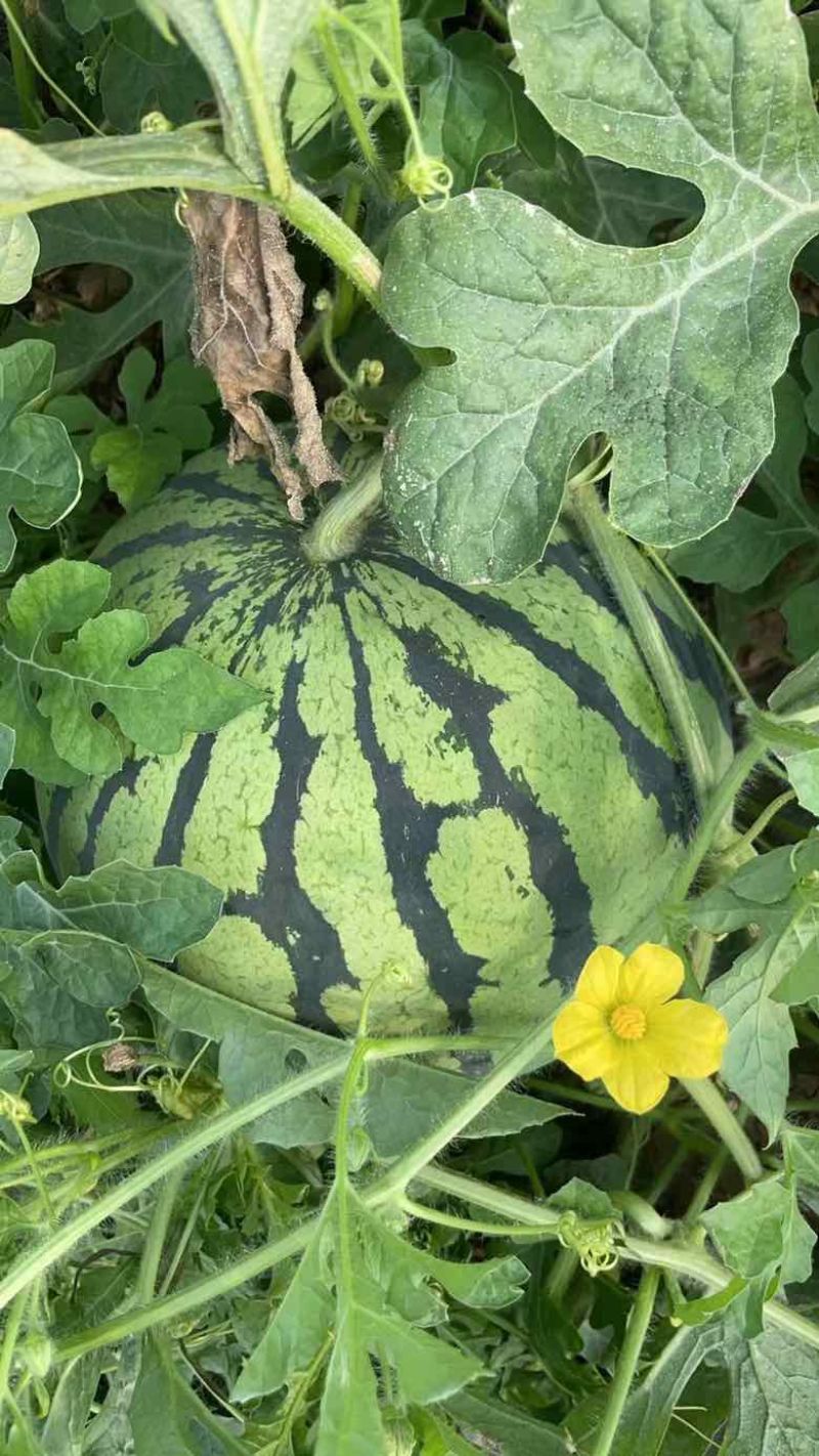 露天美都全国可发皮薄大红囊沙地西瓜口感佳大黑籽