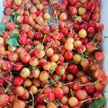 新疆黄金樱桃也叫艾特来斯樱桃有大量货！需要的老板