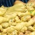 干鸡屎