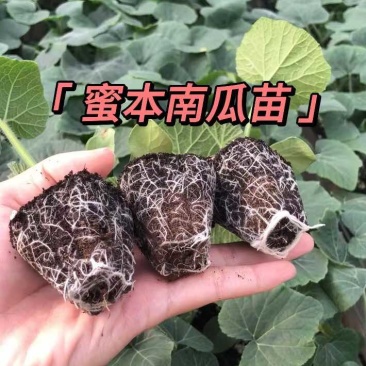 蜜本南瓜苗南瓜苗