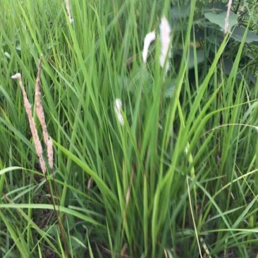野生白茅根新鲜全国各地包邮