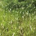 野生白茅根新鲜全国各地包邮