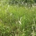 野生白茅根新鲜全国各地包邮