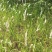 野生白茅根新鲜全国各地包邮