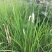 野生白茅根新鲜全国各地包邮