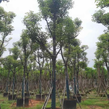 骨架香樟树基地直销规格齐全有需要的老板欢迎来电洽谈合作