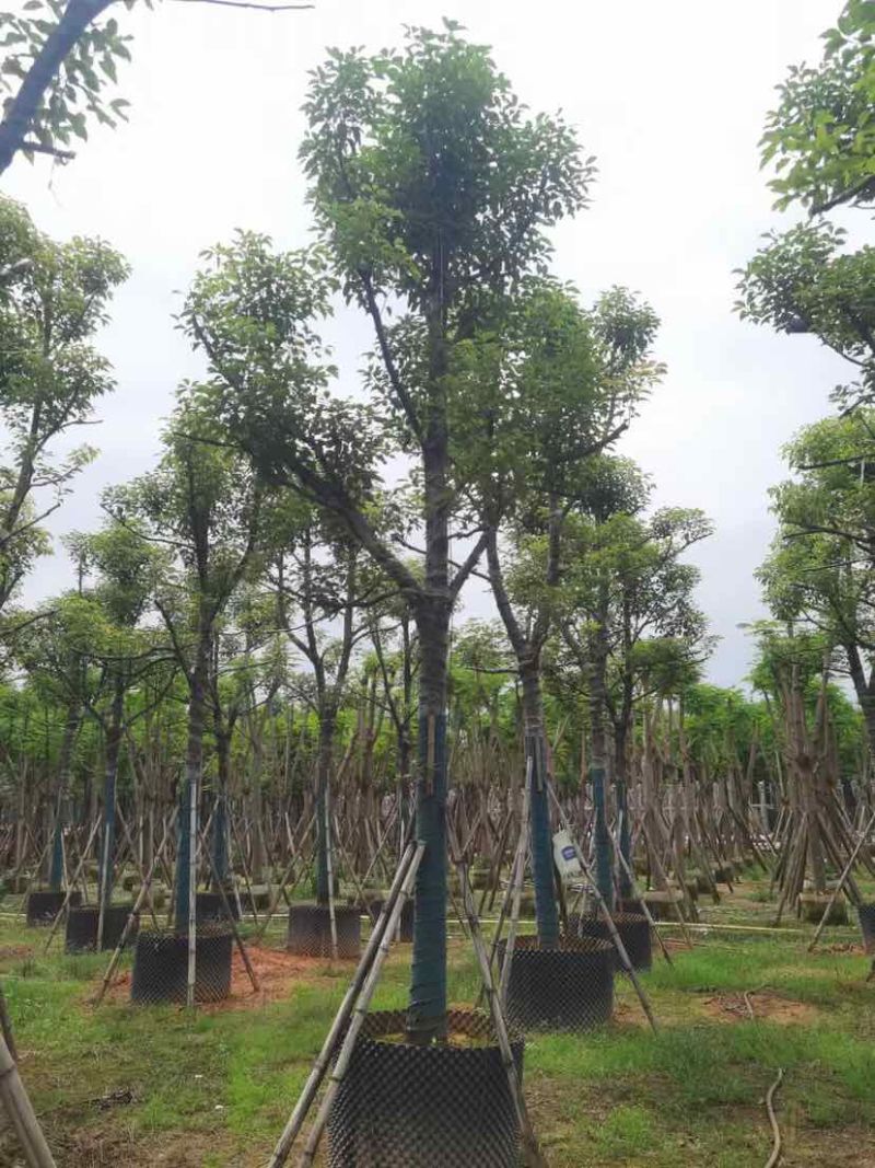 骨架香樟树基地直销规格齐全有需要的老板欢迎来电洽谈合作