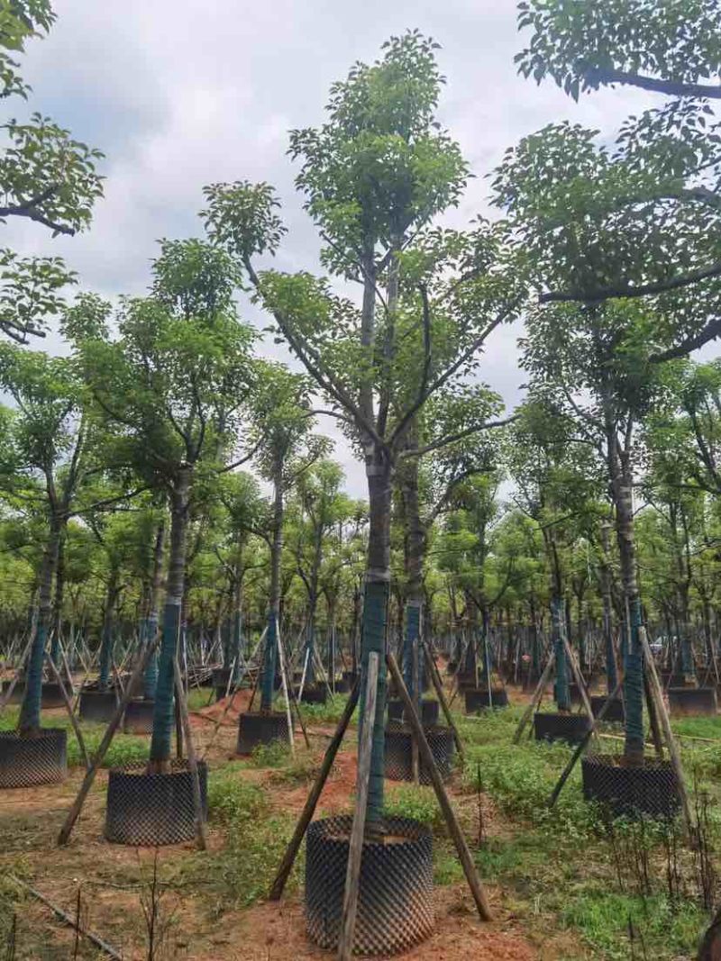 骨架香樟树基地直销规格齐全有需要的老板欢迎来电洽谈合作