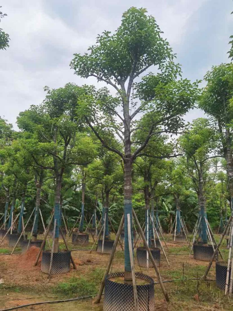 骨架香樟树基地直销规格齐全有需要的老板欢迎来电洽谈合作