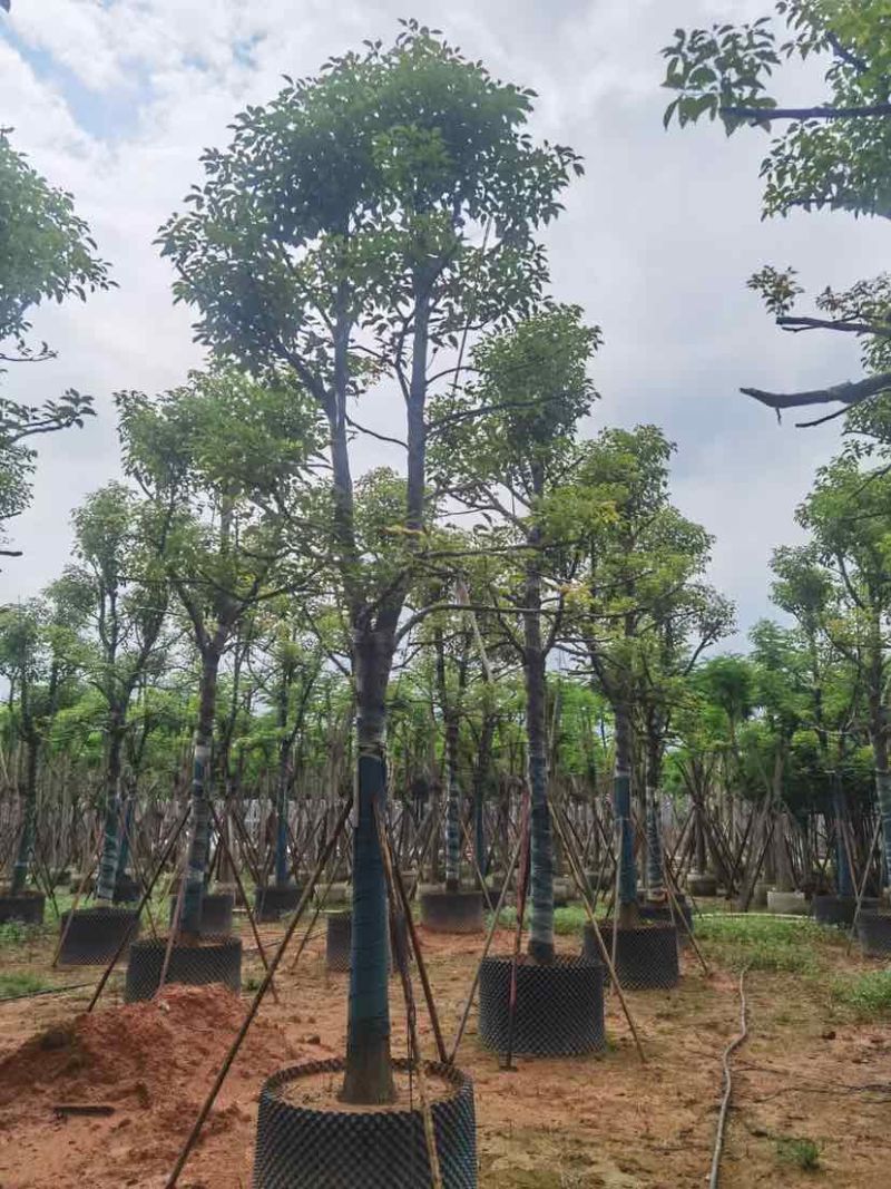 骨架香樟树基地直销规格齐全有需要的老板欢迎来电洽谈合作