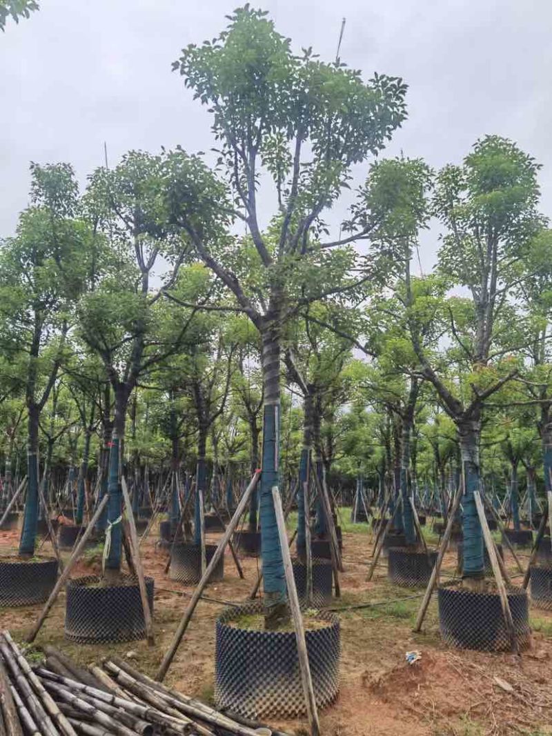 骨架香樟树基地直销规格齐全有需要的老板欢迎来电洽谈合作