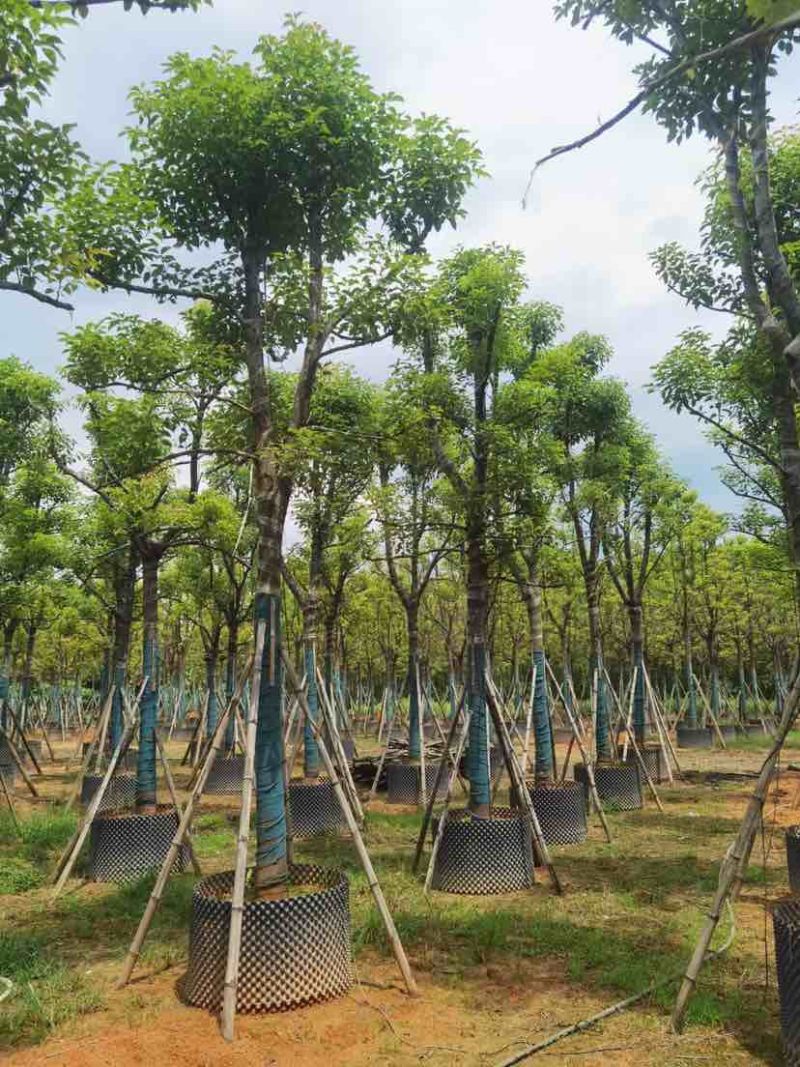 骨架香樟树基地直销规格齐全有需要的老板欢迎来电洽谈合作