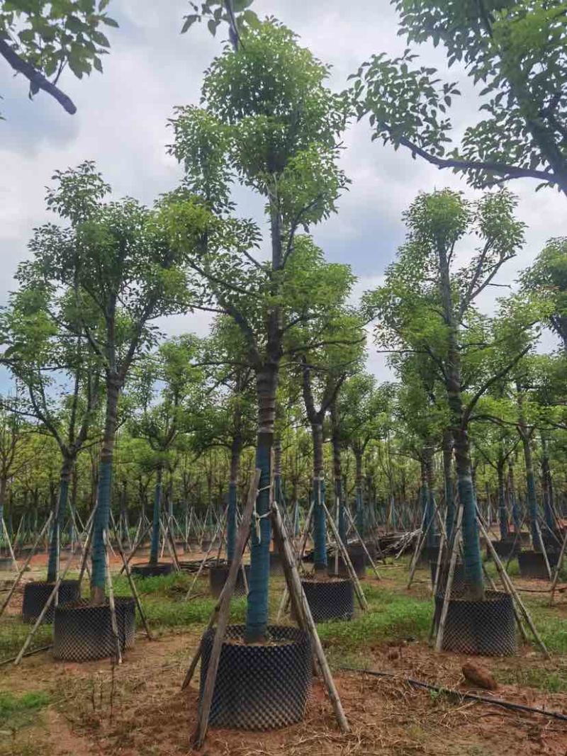 骨架香樟树基地直销规格齐全有需要的老板欢迎来电洽谈合作
