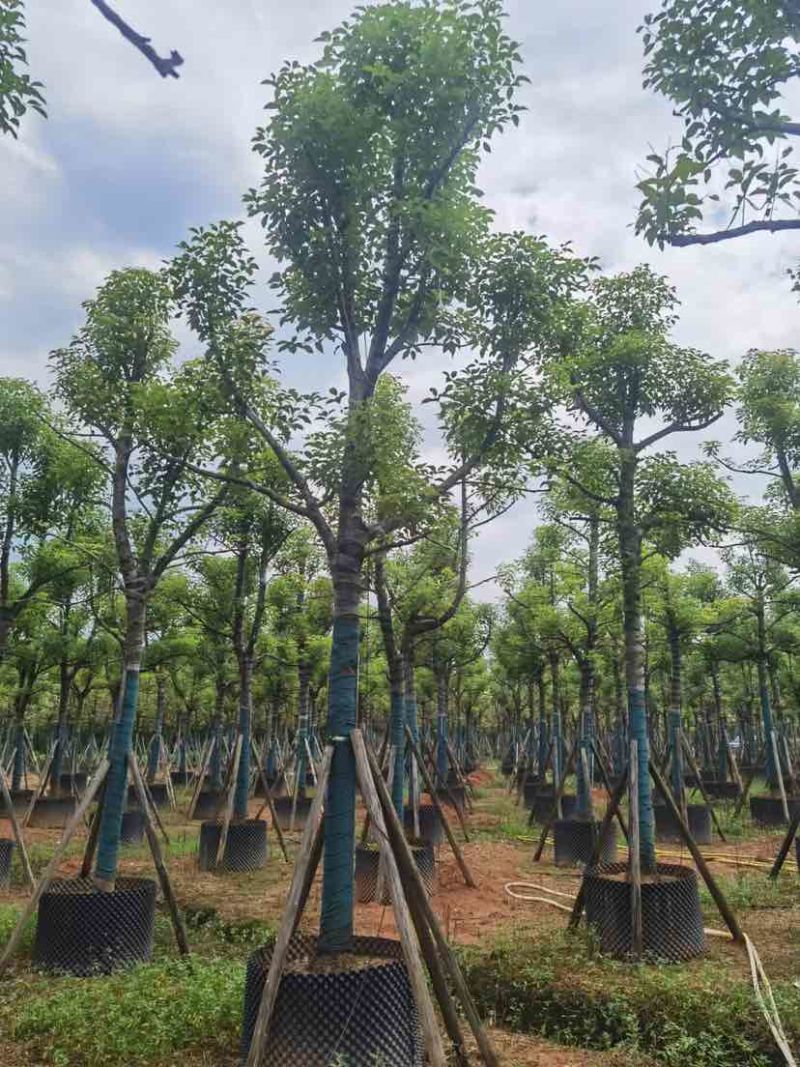 骨架香樟树基地直销规格齐全有需要的老板欢迎来电洽谈合作