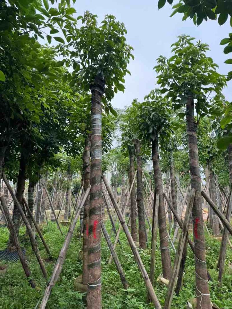 重阳木基地直销规格齐全有需要的老板欢迎来电洽谈合作