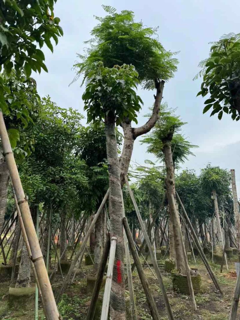 重阳木基地直销规格齐全有需要的老板欢迎来电洽谈合作
