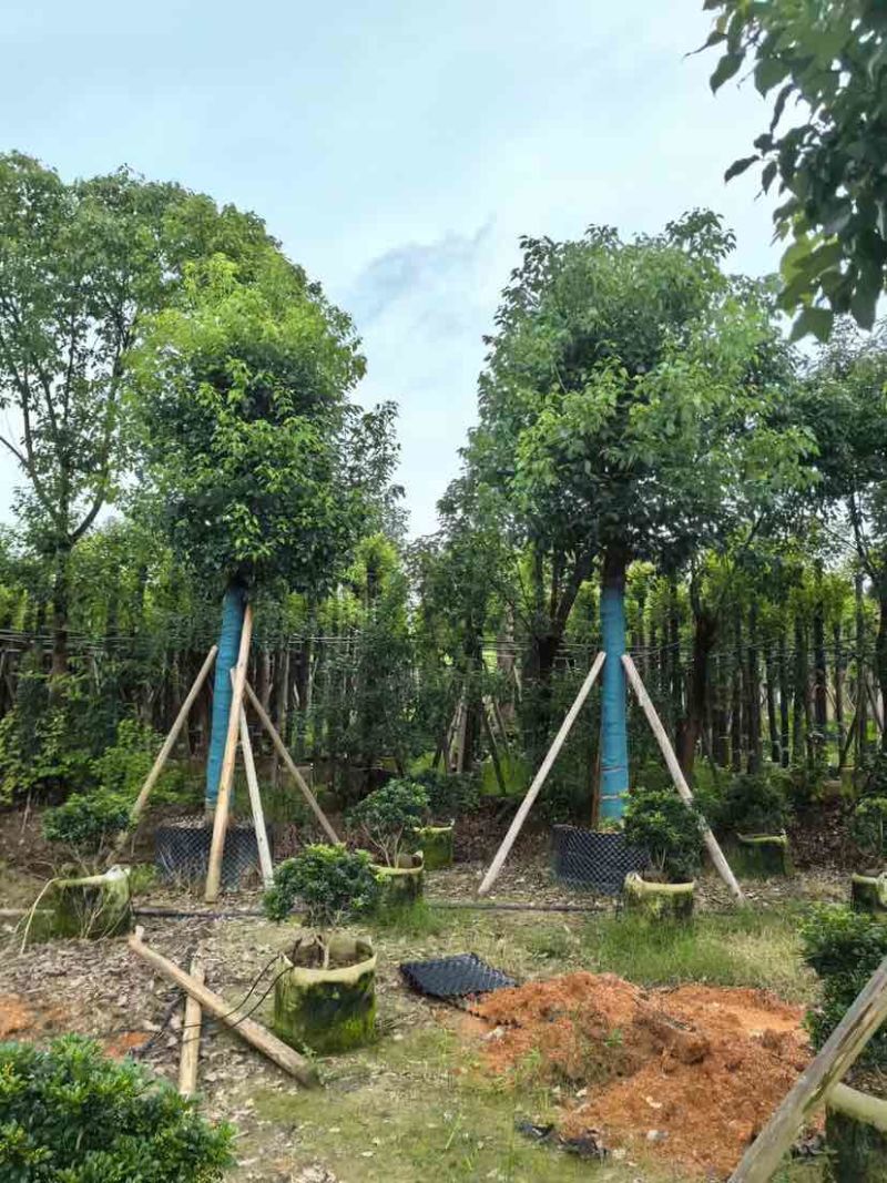 养冠樟树基地直销规格齐全有需要的老板欢迎来电洽谈合作