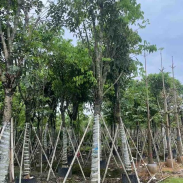 腊肠树基地直销规格齐全有需要的老板欢迎来电洽谈合作