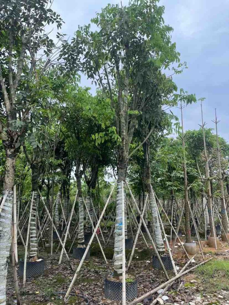 腊肠树基地直销规格齐全有需要的老板欢迎来电洽谈合作