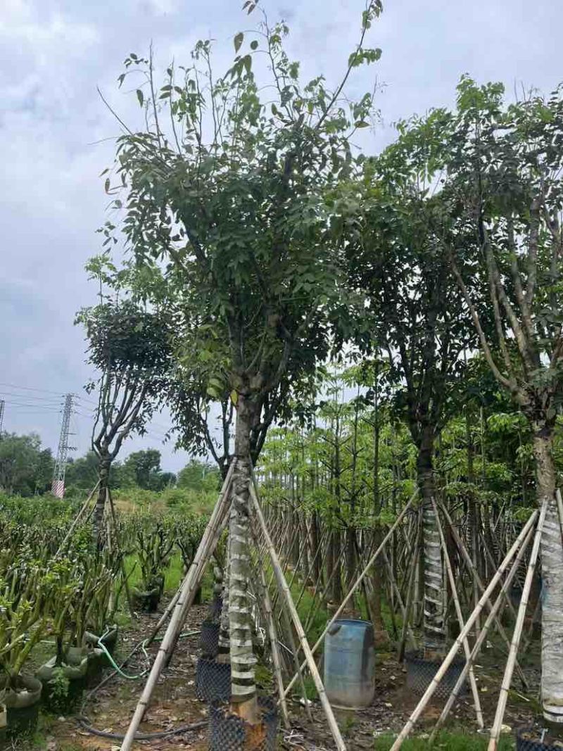 腊肠树基地直销规格齐全有需要的老板欢迎来电洽谈合作