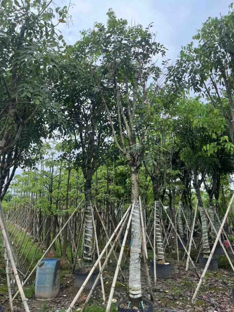 腊肠树基地直销规格齐全有需要的老板欢迎来电洽谈合作