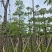本地木棉/英雄树基地直销规格齐全有需要的老板欢迎来电洽谈