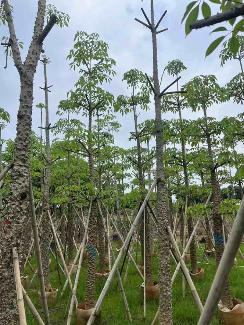 本地木棉/英雄树基地直销规格齐全有需要的老板欢迎来电洽谈