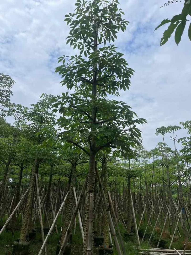 本地木棉/英雄树基地直销规格齐全有需要的老板欢迎来电洽谈