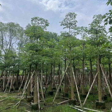 本地木棉/英雄树基地直销规格齐全有需要的老板欢迎来电洽谈