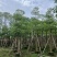 本地木棉/英雄树基地直销规格齐全有需要的老板欢迎来电洽谈