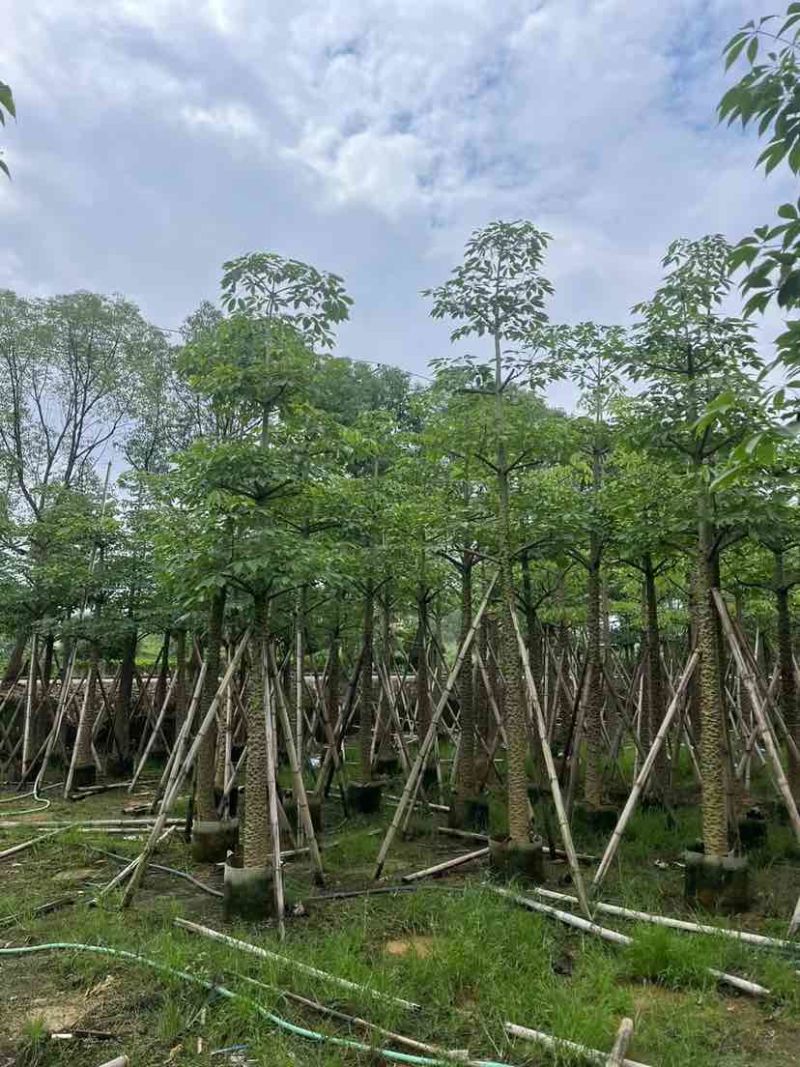 本地木棉/英雄树基地直销规格齐全有需要的老板欢迎来电洽谈